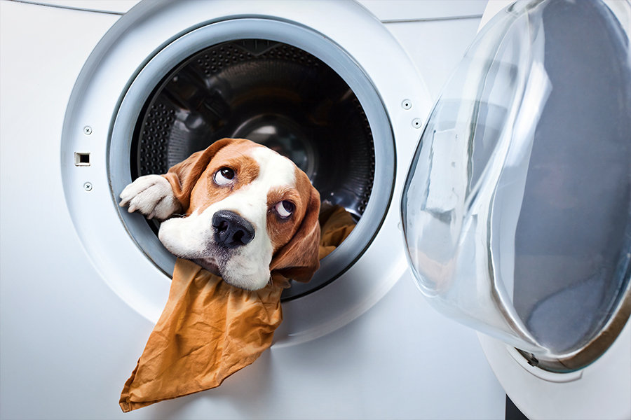 Cane all'interno della lavatrice